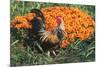 Mixed Breed Rooster-Lynn M^ Stone-Mounted Photographic Print