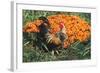 Mixed Breed Rooster-Lynn M^ Stone-Framed Photographic Print