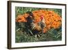 Mixed Breed Rooster-Lynn M^ Stone-Framed Photographic Print