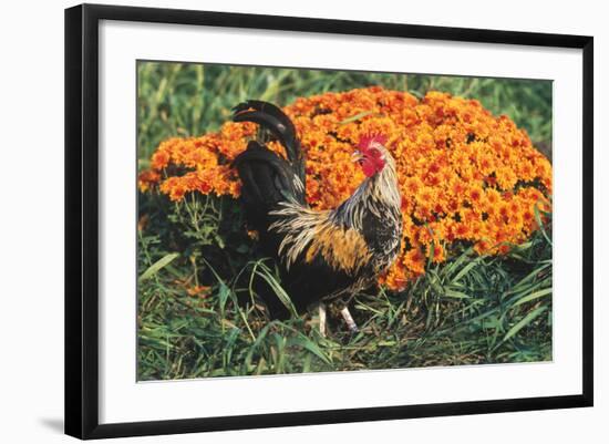 Mixed Breed Rooster-Lynn M^ Stone-Framed Photographic Print