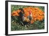 Mixed Breed Rooster-Lynn M^ Stone-Framed Photographic Print