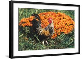 Mixed Breed Rooster-Lynn M^ Stone-Framed Photographic Print