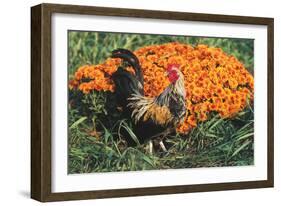 Mixed Breed Rooster-Lynn M^ Stone-Framed Photographic Print