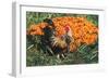 Mixed Breed Rooster-Lynn M^ Stone-Framed Photographic Print