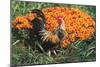 Mixed Breed Rooster-Lynn M^ Stone-Mounted Photographic Print