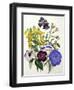 Mixed Calceolaria and Archimenus-Jane W. Loudon-Framed Giclee Print