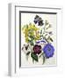 Mixed Calceolaria and Archimenus-Jane W. Loudon-Framed Giclee Print