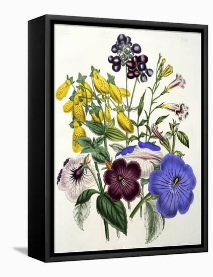 Mixed Calceolaria and Archimenus-Jane W. Loudon-Framed Stretched Canvas