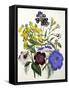 Mixed Calceolaria and Archimenus-Jane W. Loudon-Framed Stretched Canvas