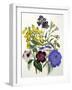 Mixed Calceolaria and Archimenus-Jane W. Loudon-Framed Giclee Print