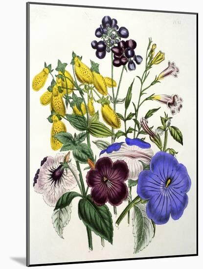 Mixed Calceolaria and Archimenus-Jane W. Loudon-Mounted Giclee Print