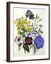 Mixed Calceolaria and Archimenus-Jane W. Loudon-Framed Giclee Print