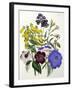 Mixed Calceolaria and Archimenus-Jane W. Loudon-Framed Giclee Print