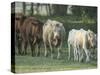 Mixed Cattle Coming for Water, Florida-Maresa Pryor-Stretched Canvas