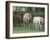 Mixed Cattle Coming for Water, Florida-Maresa Pryor-Framed Photographic Print