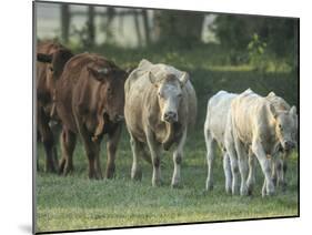 Mixed Cattle Coming for Water, Florida-Maresa Pryor-Mounted Photographic Print
