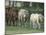 Mixed Cattle Coming for Water, Florida-Maresa Pryor-Mounted Photographic Print