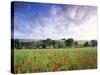 Mixed Crops, Common Poppies Wind-Blurred in Flowering-Anthony Harrison-Stretched Canvas
