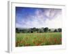 Mixed Crops, Common Poppies Wind-Blurred in Flowering-Anthony Harrison-Framed Photographic Print