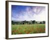 Mixed Crops, Common Poppies Wind-Blurred in Flowering-Anthony Harrison-Framed Photographic Print