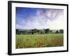 Mixed Crops, Common Poppies Wind-Blurred in Flowering-Anthony Harrison-Framed Photographic Print