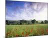 Mixed Crops, Common Poppies Wind-Blurred in Flowering-Anthony Harrison-Mounted Photographic Print