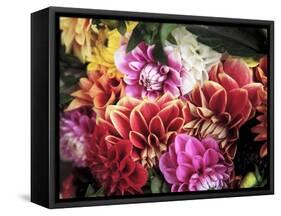 Mixed Dahlias-Marc O^ Finley-Framed Stretched Canvas