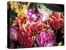 Mixed Dahlias-Marc O^ Finley-Stretched Canvas