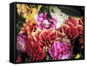 Mixed Dahlias-Marc O^ Finley-Framed Stretched Canvas