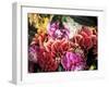 Mixed Dahlias-Marc O^ Finley-Framed Premium Photographic Print