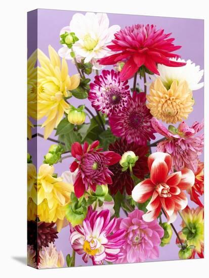 Mixed Dahlias-Marc O^ Finley-Stretched Canvas