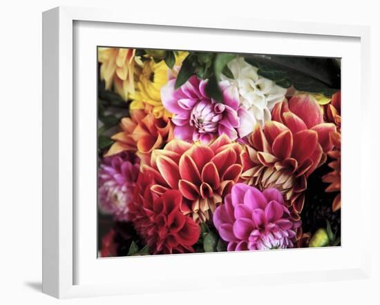 Mixed Dahlias-Marc O^ Finley-Framed Photographic Print