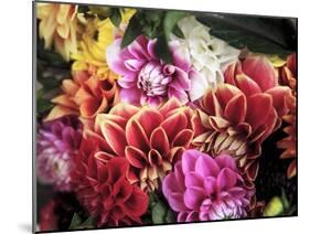 Mixed Dahlias-Marc O^ Finley-Mounted Photographic Print