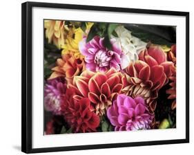 Mixed Dahlias-Marc O^ Finley-Framed Photographic Print