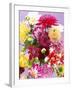 Mixed Dahlias-Marc O^ Finley-Framed Photographic Print