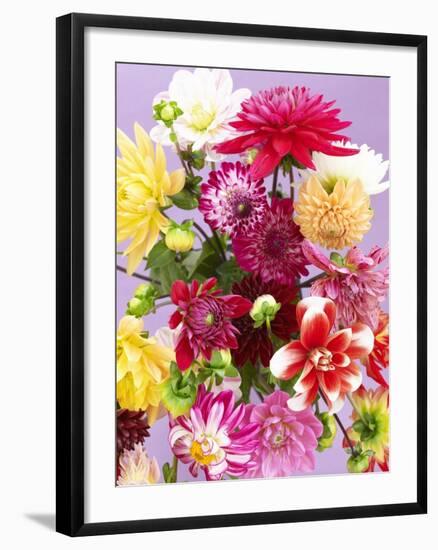 Mixed Dahlias-Marc O^ Finley-Framed Photographic Print