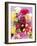 Mixed Dahlias-Marc O^ Finley-Framed Photographic Print