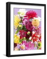 Mixed Dahlias-Marc O^ Finley-Framed Photographic Print