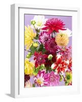 Mixed Dahlias-Marc O^ Finley-Framed Photographic Print