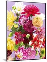 Mixed Dahlias-Marc O^ Finley-Mounted Photographic Print