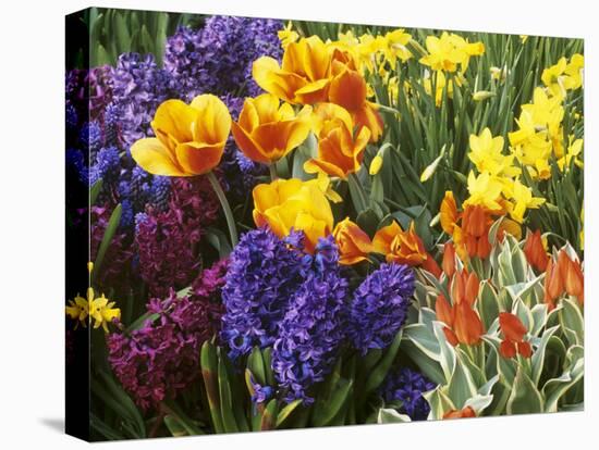 Mixed Flowering Bulbs: Tulips, Narcissi, Hyacinths-Elke Borkowski-Stretched Canvas