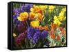 Mixed Flowering Bulbs: Tulips, Narcissi, Hyacinths-Elke Borkowski-Framed Stretched Canvas