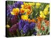 Mixed Flowering Bulbs: Tulips, Narcissi, Hyacinths-Elke Borkowski-Stretched Canvas