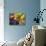 Mixed Flowering Bulbs: Tulips, Narcissi, Hyacinths-Elke Borkowski-Photographic Print displayed on a wall