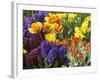 Mixed Flowering Bulbs: Tulips, Narcissi, Hyacinths-Elke Borkowski-Framed Photographic Print