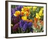 Mixed Flowering Bulbs: Tulips, Narcissi, Hyacinths-Elke Borkowski-Framed Photographic Print