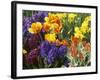 Mixed Flowering Bulbs: Tulips, Narcissi, Hyacinths-Elke Borkowski-Framed Photographic Print