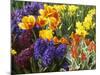 Mixed Flowering Bulbs: Tulips, Narcissi, Hyacinths-Elke Borkowski-Mounted Photographic Print