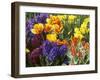 Mixed Flowering Bulbs: Tulips, Narcissi, Hyacinths-Elke Borkowski-Framed Photographic Print