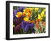 Mixed Flowering Bulbs: Tulips, Narcissi, Hyacinths-Elke Borkowski-Framed Photographic Print